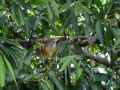 Оливковый дрозд фото (Turdus obscurus) - изображение №2690 onbird.ru.<br>Источник: borneobirds.com